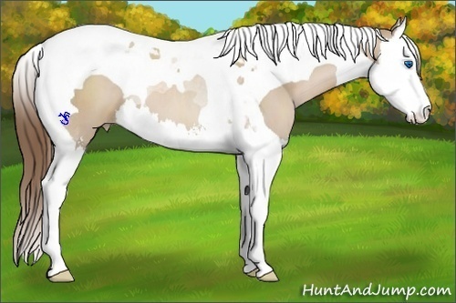 Horse Color:Grullo Pearl Sabino Splash Tobiano 