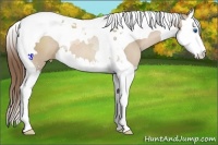 Horse Color:Grullo Pearl Sabino Splash Tobiano 