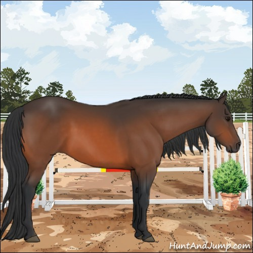 Horse Color:Bay 