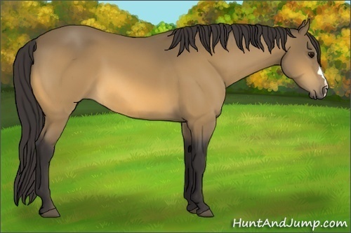 Horse Color:Buckskin 
