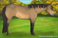 Horse Color:Buckskin 