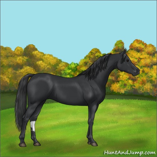 Horse Color:Black 