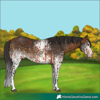Horse Color:Bay Tobiano and White Spotted Buckskin Sabino