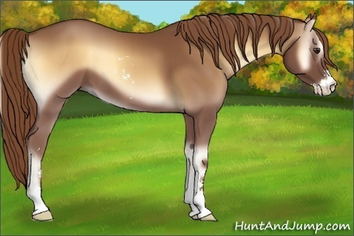 Horse Color:Red Onyx Sabino 