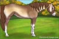 Horse Color:Red Onyx Sabino 