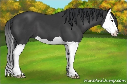 Horse Color:Black Splash 