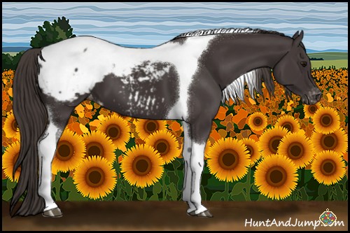 Horse Color:Smoky Black Tobiano Appaloosa 