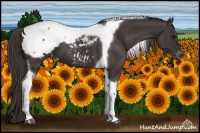 Horse Color:Smoky Black Tobiano Appaloosa 