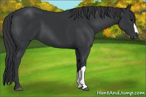 Horse Color:Black 