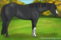 Horse Color:Black 