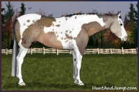 Horse Color:Brown Dun Splash Tobiano