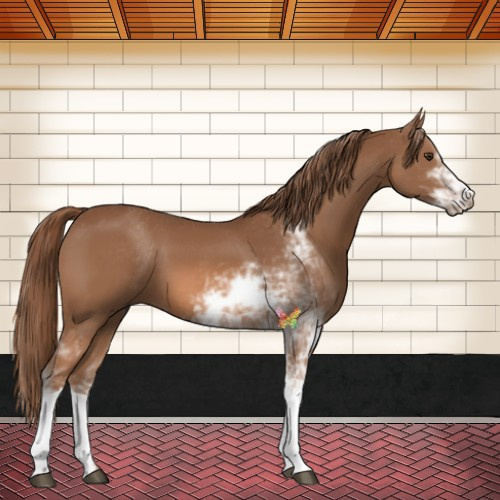 Horse Color:Chestnut Sabino