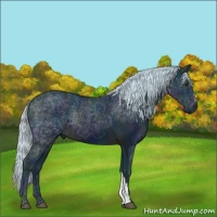 Horse Color:Watercolor Midnight Silver Brown 