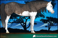 Horse Color:Brown Dun Splash Brindle 