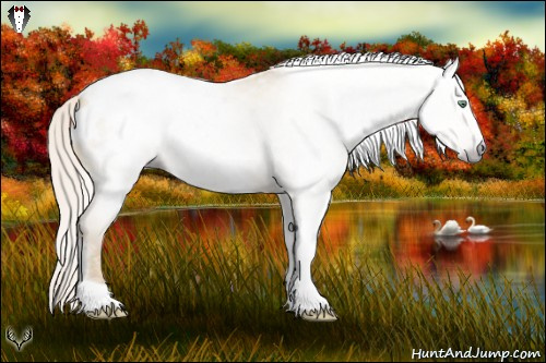 Horse Color:Gray Silver Amber Cream Champagne Roan Dun Splash Tobiano Frame Appaloosa Rabicano 