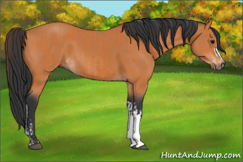 Horse Color:Bay  and Bay 