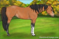 Horse Color:Bay  and Bay 