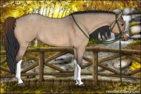 Horse Color:Bay Roan Dun 