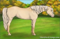 Horse Color:Gold Cream Champagne