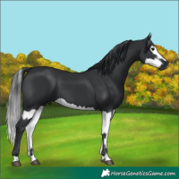 Horse Color:Black and Black Splash