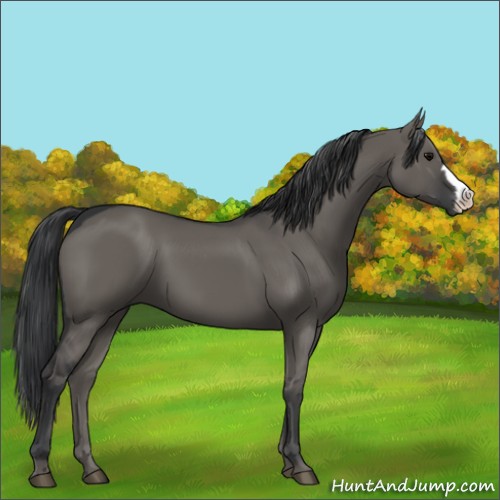 Horse Color:Grullo 