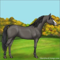 Horse Color:Grullo 
