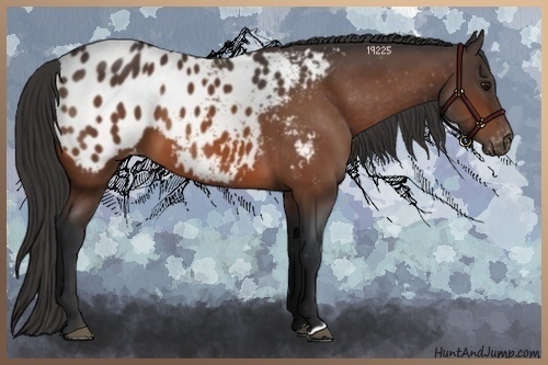 Horse Color:Bay Appaloosa
