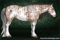 Horse Color:Bay Roan Splash Frame  and Amber Champagne Roan Splash Frame 