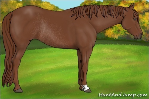 Horse Color:Chestnut Rabicano 