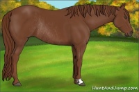 Horse Color:Chestnut Rabicano 