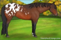 Horse Color:Bay Appaloosa 
