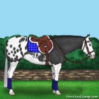 Horse Color:Black Splash Appaloosa 