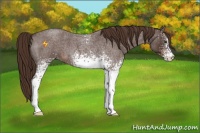 Horse Color:White Spotted Liver Red Roan 