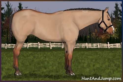 Horse Color:Bay Roan Dun 