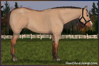 Horse Color:Bay Roan Dun 