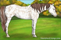 Horse Color:Amber Champagne Dun Appaloosa  and Amber Champagne Dun Splash Appaloosa 