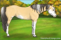 Horse Color:Buckskin Sabino