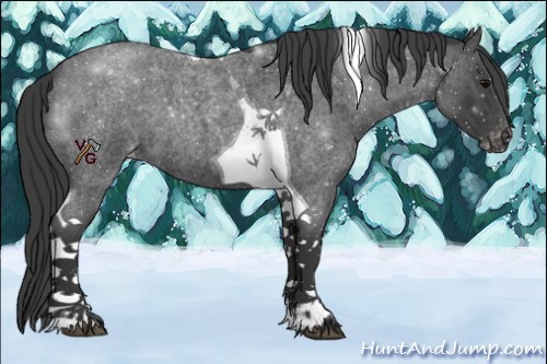 Horse Color:Blue Roan Tobiano Appaloosa 