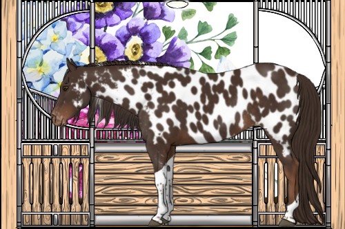 Horse Color:Liver Chestnut Tobiano Appaloosa Rabicano