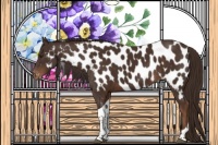 Horse Color:Liver Chestnut Tobiano Appaloosa Rabicano