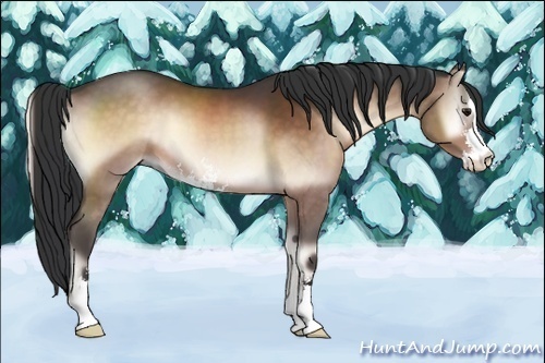 Horse Color:Brown Onyx Sabino 