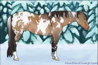 Horse Color:White Spotted Bay Dun Appaloosa