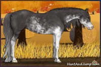 Horse Color:Smoky Black Sabino Rabicano 