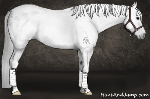 Horse Color:Gray White Spotted Black Rabicano 