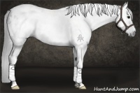 Horse Color:Gray White Spotted Black Rabicano 