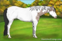Horse Color:Bay Ice Roan Tobiano Frame Appaloosa 