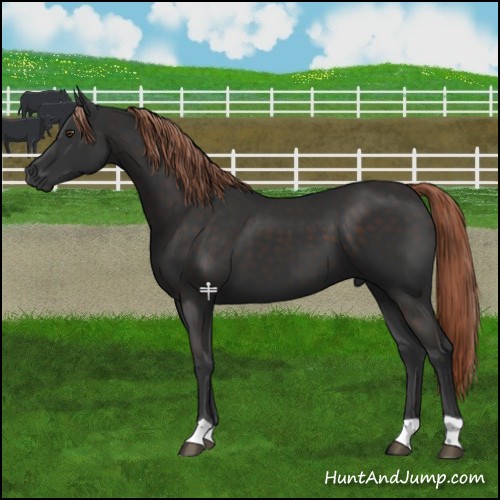 Horse Color:Liver Chestnut 