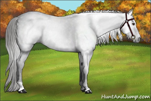 Horse Color:Gray Liver Red Roan 