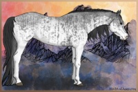 Horse Color:White Spotted Blue Roan Rabicano  and White Spotted Blue Roan Rabicano 