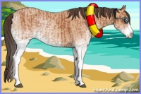 Horse Color:White Spotted Bay Splash  and White Spotted Amber Champagne Splash 